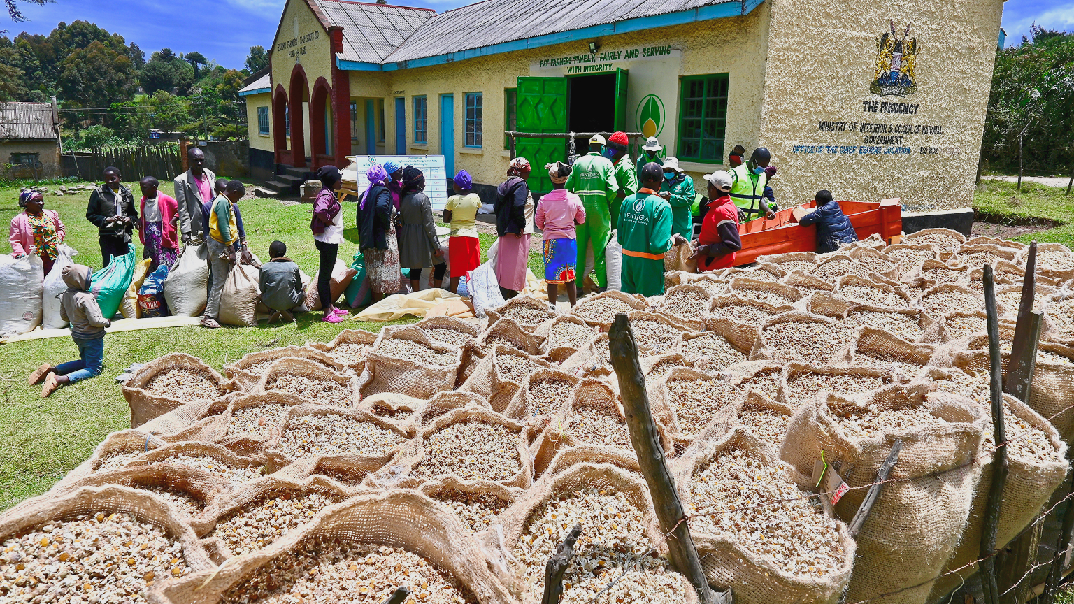 Farmers line up to sell their dried flowers during a Kentegra flower-purchase day in Naivasha, Rift Valley region.