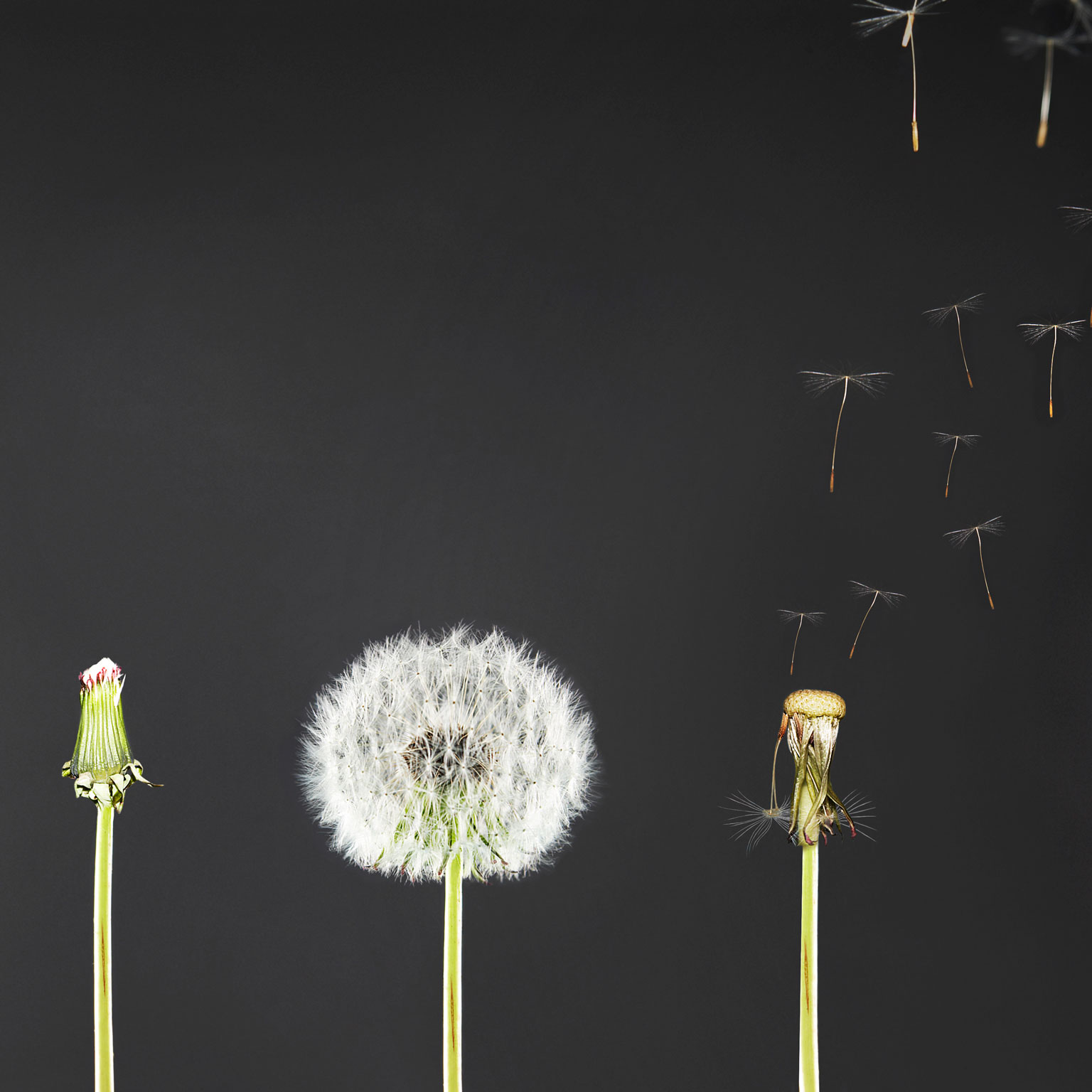 Subscription myth busters