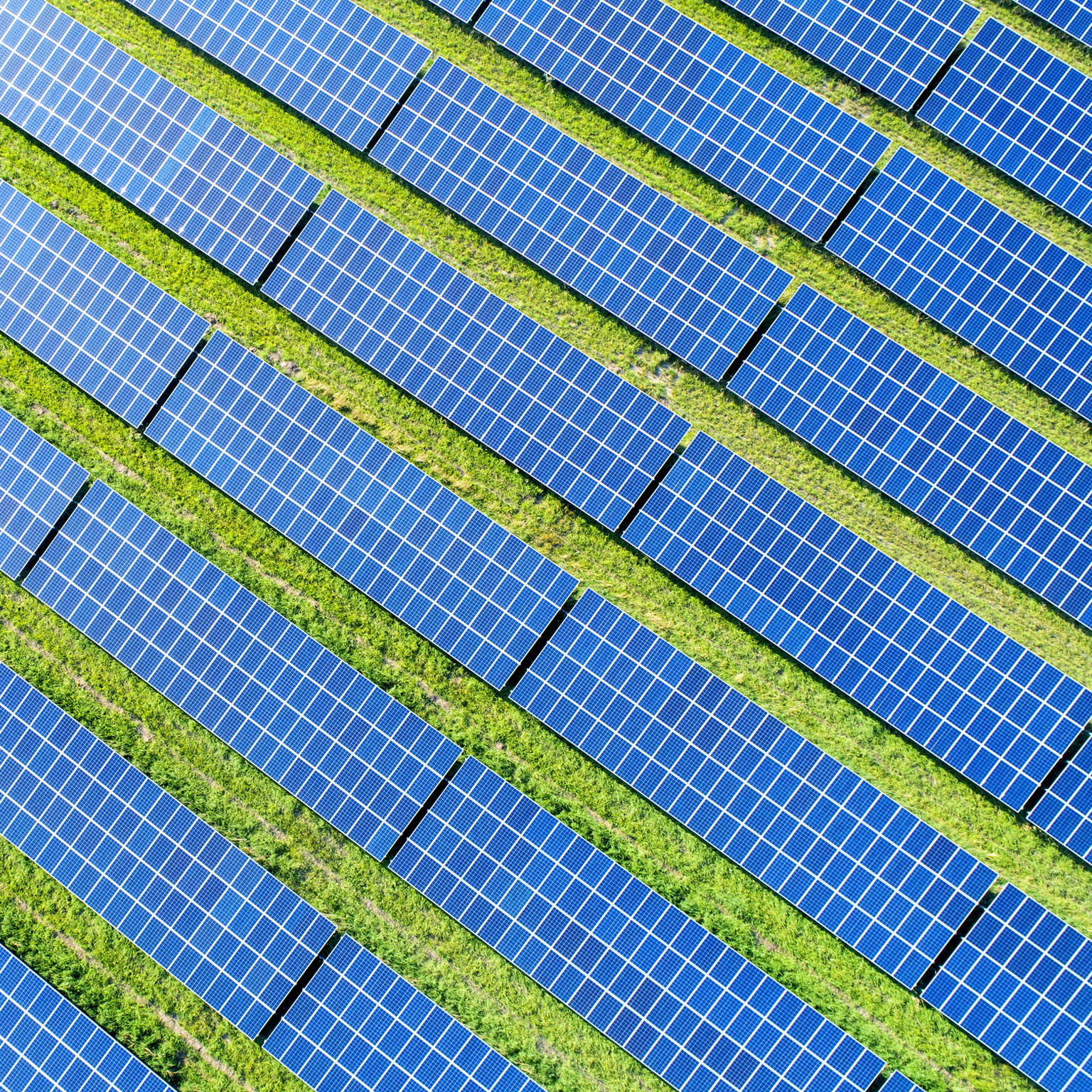Rows of solar panels with grass growing in between them.