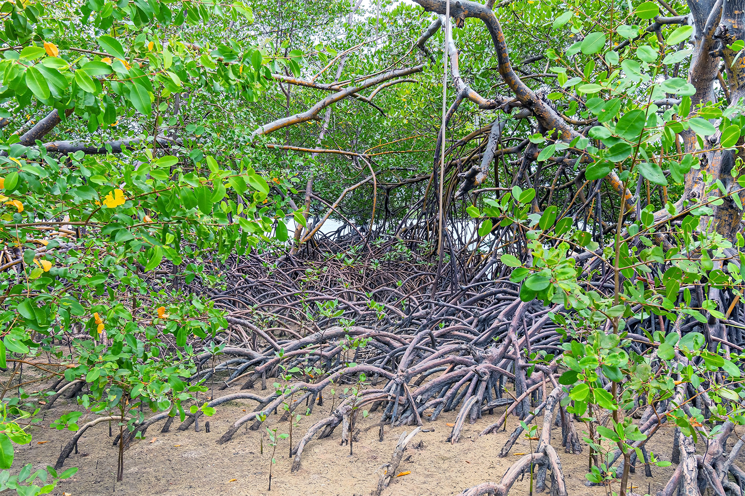 Image of mangrove forest showing the complex roots of the trees growing into the water.