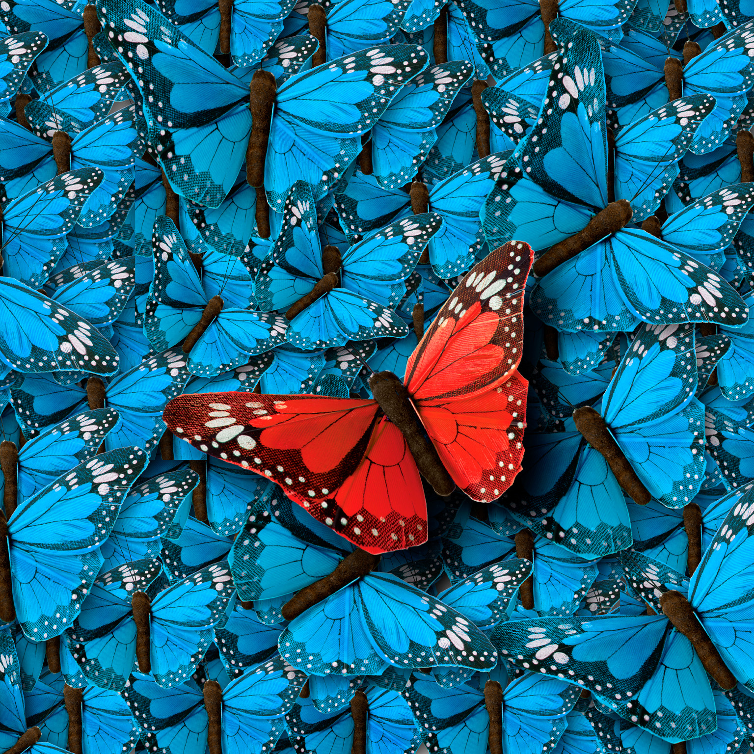A single, vibrant red butterfly stands out among a multitude of bright blue butterflies.