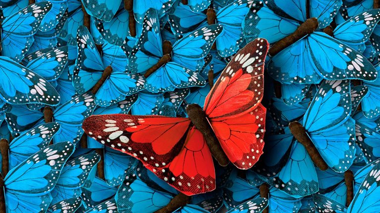 A single, vibrant red butterfly stands out among a multitude of bright blue butterflies.