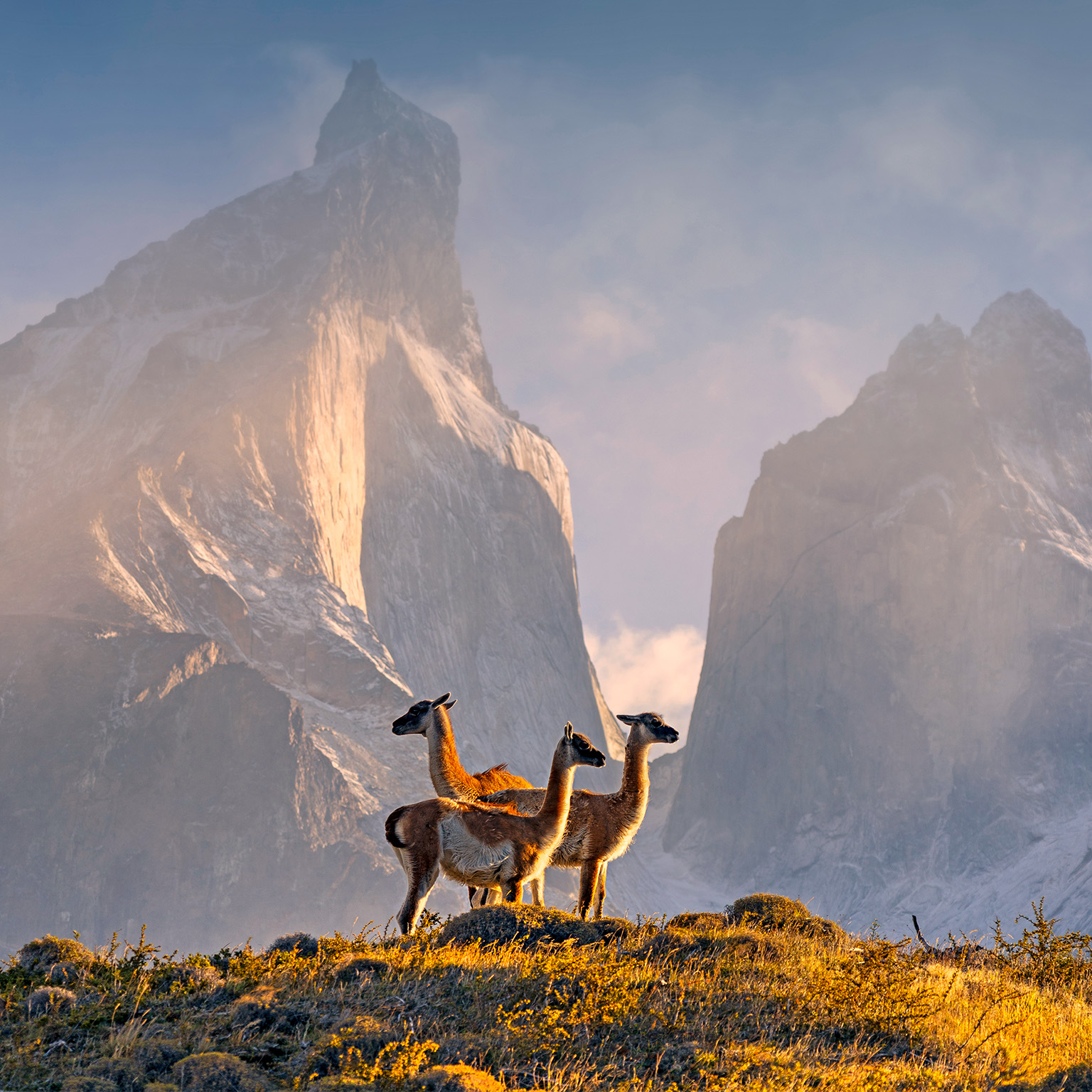Three wild llamas staging on rocky grass lands against a white rocky hill background, with the sunlight falling on them.